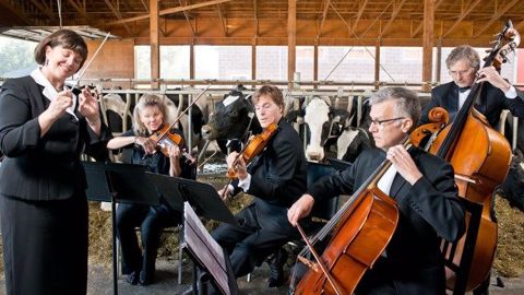 La productivité des vaches augmenterait de 3 % lorsque la musique diffusée est calme mais n'augmenterait pas si la musique est trop rapide. (©BC Dairy Association)