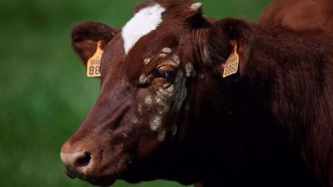 La teigne (aussi appelée dartres) est une zoonose qui peut être prévenue chez les animaux par un vaccin préventif. (©Watier-visuel)