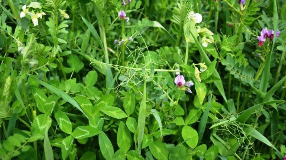 Prima.mix (trèfle vésiculeux, vesce commune, vesce de Narbonne, pois fourrager, blé tendre, triticale) assure un fort taux de protéines. (©Caussade semences)