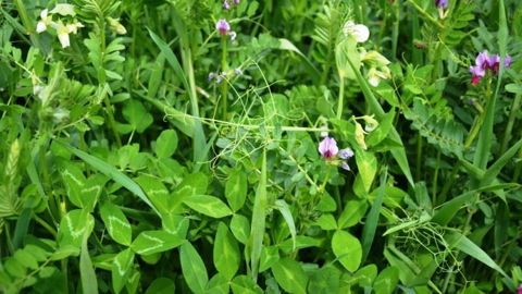Prima.mix (trèfle vésiculeux, vesce commune, vesce de Narbonne, pois fourrager, blé tendre, triticale) assure un fort taux de protéines. (©Caussade semences) Prima.mix (trèfle vésiculeux, vesce commune, vesce de Narbonne, pois fourrager, blé tendre, triticale) assure un fort taux de protéines. (©Caussade semences)