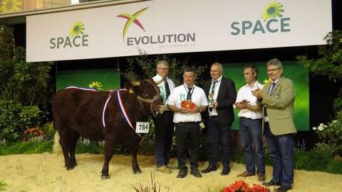 Luisante est la championne femelle en race Salers. (©Arsoe) Luisante est la championne femelle en race Salers. (©Arsoe)