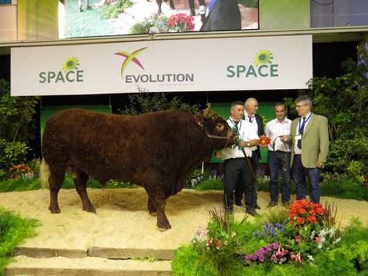 Jongleur, champion mâle Salers au Space 2017. 