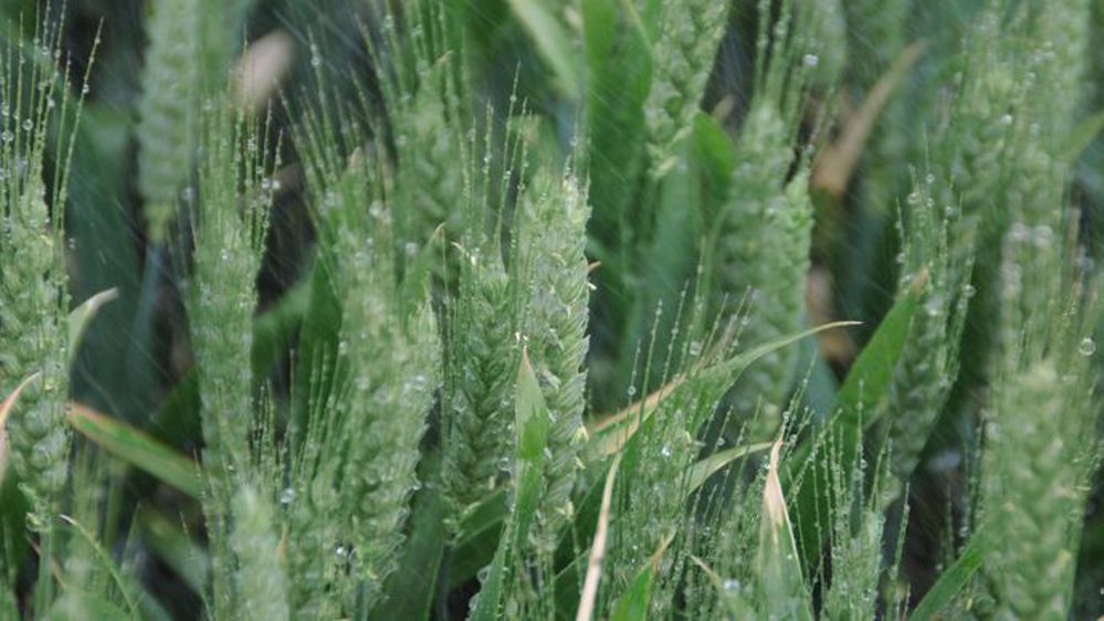 Représentation des tailles de gouttelettes par rapport à un insecte (©Arvalis)