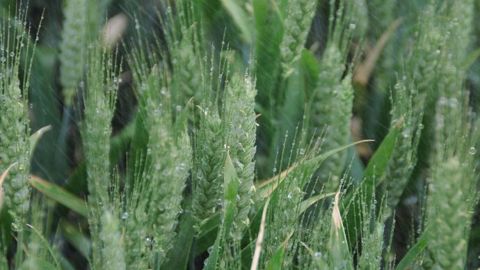 Représentation des tailles de gouttelettes par rapport à un insecte (©Arvalis)