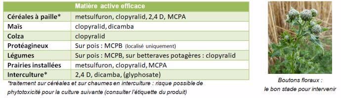 Lutte chimique contre les chardons.