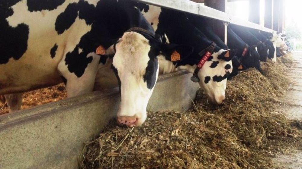 D'après un sondage de Web-agri, 36,2 % des éleveurs élaborent leurs rations eux-mêmes. (©Terre-net Média)