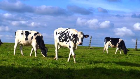 D'après le Gnis, il faut privilégier le mélange d'espèces (graminées et légumineuses ensemble) en tenant compte de leur comportement pour installer une prairie pérenne et rentable. (©Terre-net Média)