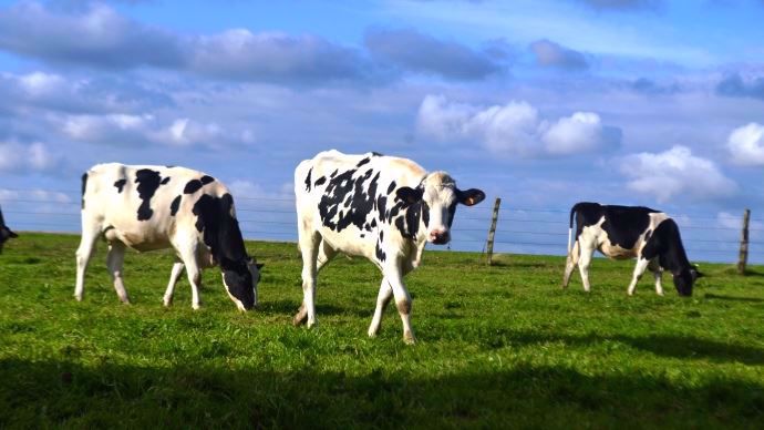 D'après le Gnis, il faut privilégier le mélange d'espèces pour installer une prairie longue durée