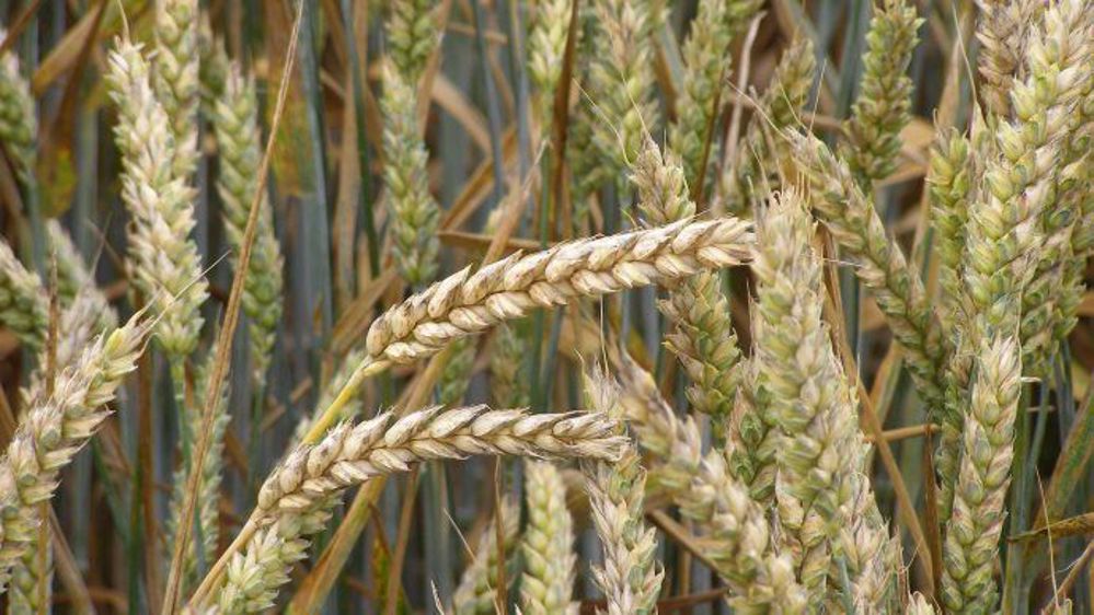 150 000 hectares de blé ont été détruits en Argentine à cause des fortes pluies. (©Terre-net Média)