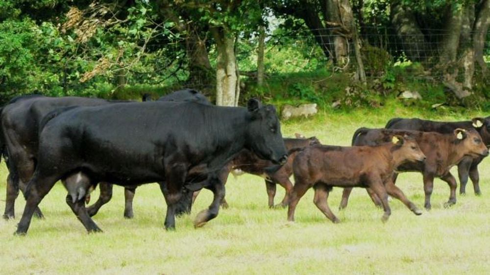 Au Canada, produire de la viande bovine sans hormones reste un défi majeur. (©Terre-net Média)