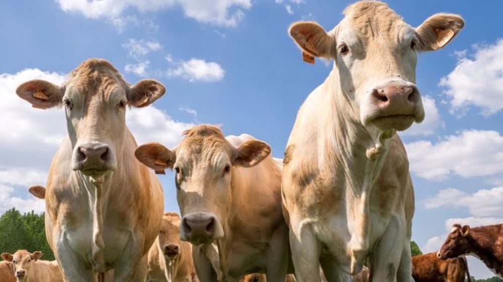 Aller au-delà des exigences en termes de bien-être animal permet aux éleveurs de se différencier sur les marchés de l'export. (©Watier-visuel)