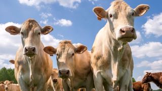 Aller au-delà des exigences en termes de bien-être animal permet aux éleveurs de se différencier sur les marchés de l'export. (©Watier-visuel) Aller au-delà des exigences en termes de bien-être animal permet aux éleveurs de se différencier sur les marchés de l'export. (©Watier-visuel)