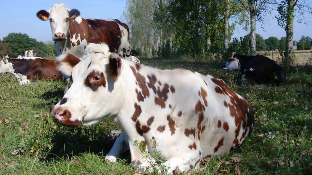 Les systèmes herbagers sont plus économes et plus résistants à la crise que les projets d'agrandissement. (©Réseau Civam)