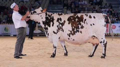 Horloge était au rendez-vous du concours de la race normande
