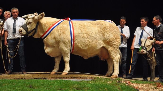 La championne femelle Gascogne RR2E (Achille x Alsace) au Gaec Micaud.