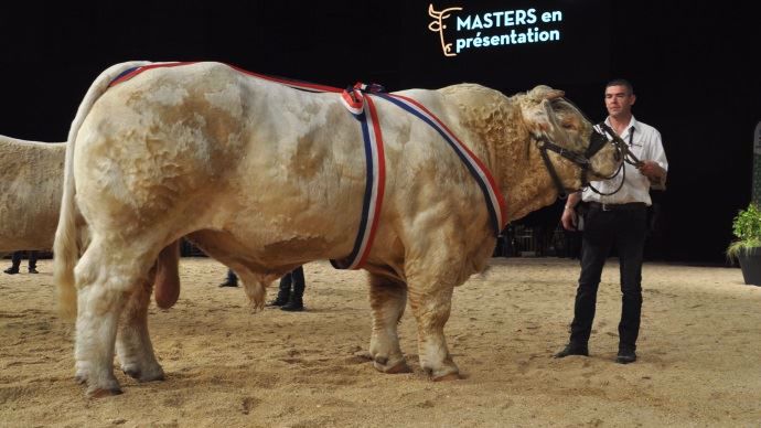 Champion mâle du national charolais 2017 au Marault : Invictus (Gene Mic x Elisa) à Pierre Chebance du Puy de Dome