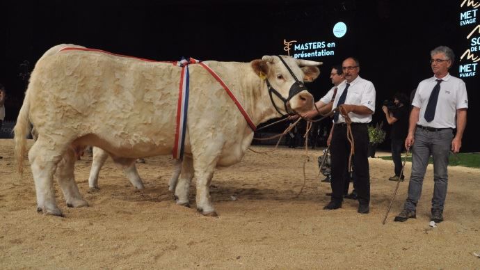 Championne femelle du national charolais 2017 : Ixelle (Feodal x Falisse) au Gaec Cadoux de l'Yonne (89)