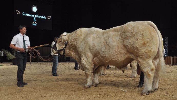 Champion mâle à Paris 2017 : Holiday (Empereur x Chamade) au Gaec Cadoux