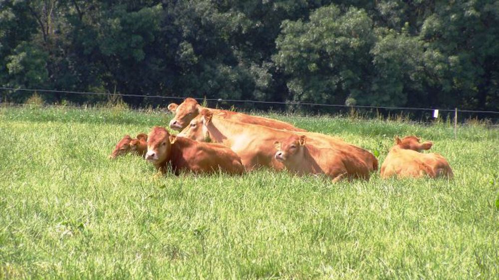 D'après les résultats d'Arvalis, produire de la viande au pâturage est possible quel que soit le type de mélange (association ou multi-espèces)(©Terre-net Média)