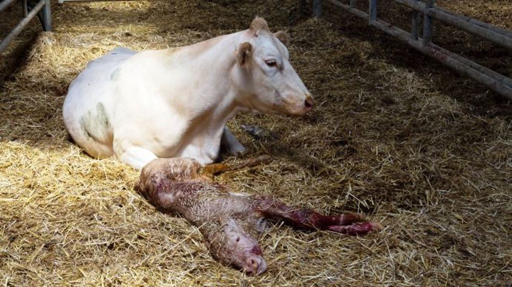 D'après un sondage de Web-agri, 43 % des éleveurs ne surveillent pas du tout leurs vaches la nuit durant les vêlages, 32,3 % font le tour du troupeau plusieurs fois par nuit et 24,7 % se fient à leurs outils de surveillance et de détection pour gagner en confort de travail. (©Watier-visuel)