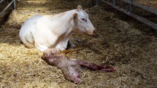 D'après un sondage de Web-agri, 43 % des éleveurs ne surveillent pas du tout leurs vaches la nuit durant les vêlages, 32,3 % font le tour du troupeau plusieurs fois par nuit et 24,7 % se fient à leurs outils de surveillance et de détection pour gagner en confort de travail. (©Watier-visuel) D'après un sondage de Web-agri, 43 % des éleveurs ne surveillent pas du tout leurs vaches la nuit durant les vêlages, 32,3 % font le tour du troupeau plusieurs fois par nuit et 24,7 % se fient à leurs outils de surveillance et de détection pour gagner en confort de travail. (©Watier-visuel)