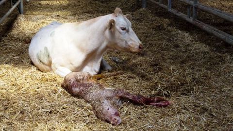 D'après un sondage de Web-agri, 43 % des éleveurs ne surveillent pas du tout leurs vaches la nuit durant les vêlages, 32,3 % font le tour du troupeau plusieurs fois par nuit et 24,7 % se fient à leurs outils de surveillance et de détection pour gagner en confort de travail. (©Watier-visuel) D'après un sondage de Web-agri, 43 % des éleveurs ne surveillent pas du tout leurs vaches la nuit durant les vêlages, 32,3 % font le tour du troupeau plusieurs fois par nuit et 24,7 % se fient à leurs outils de surveillance et de détection pour gagner en confort de travail. (©Watier-visuel)