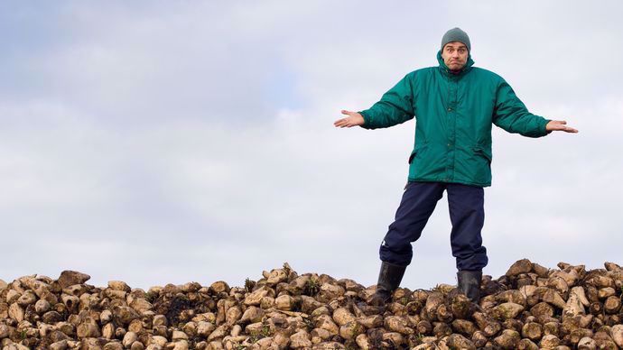 agriculteur sur un tas de betteraves à sucre