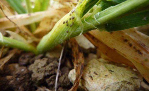 La surveillance des infestations de pucerons n’est pas toujours aisée, notamment en fin d’automne, mais elle reste nécessaire. Les premiers stades sont les plus sensibles mais l’infection reste possible jusqu’à environ fin tallage si les conditions sont favorables à l’activité des pucerons. 