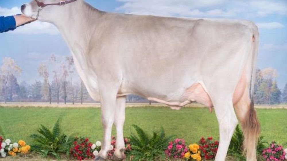 Félicia (Cacao) TB85, en cours de première lactation. (©Domenico Restelli)