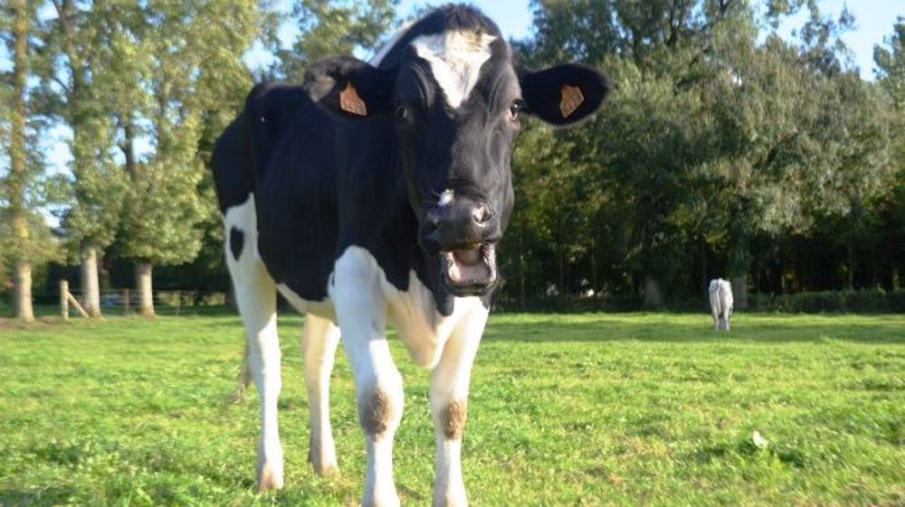 En Australie, une étude en cours sur l'interprétation des meuglements permettrait d'améliorer la détection du comportement des vaches, dont les chaleurs. (©Terre-net Média)