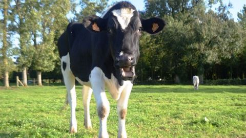 En Australie, une étude en cours sur l'interprétation des meuglements permettrait d'améliorer la détection du comportement des vaches, dont les chaleurs. (©Terre-net Média)