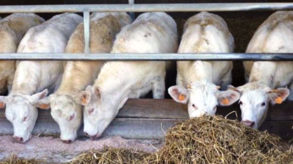 Maïs fourrage, épi ou grain humide pour les jeunes bovins : quel est le meilleur aliment d'un point de vue technico-économique ? (©Arvalis)