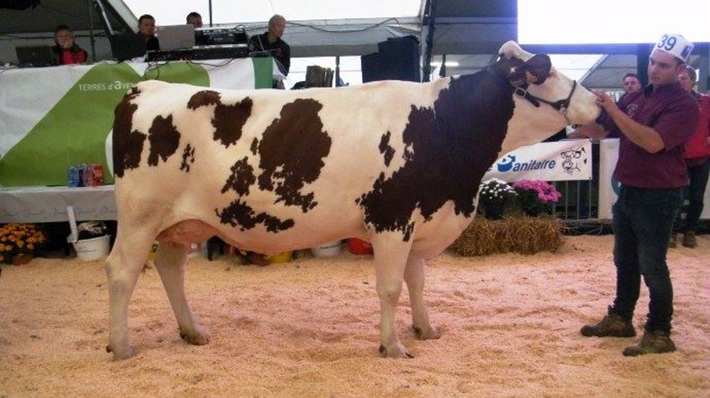 Jacinthe (Brink) du Gaec du Maettelen est la grande championne du concours départemental Montbéliardes de Habsheim (68) (©Chambre d'agriculture d'Alsace)