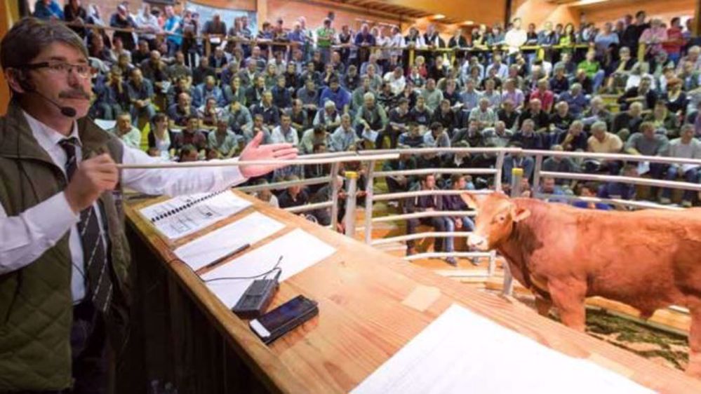La première vente aux enchères de reproducteurs limousins qualifiés à Lanaud de la campagne 2017-2018 aura lieu les 15 et 16 novembre 2017. (©France Limousin sélection)