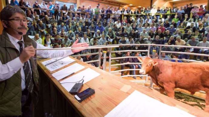 La première vente aux enchères de reproducteurs Limousins qualifiés à Lanaud de la campagne 2017-2018 aura lieu les 15 et 16 novembre 2017