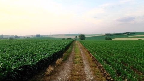 Il faut se projeter vers la date potentielle de récolte pour choisir la bonne variété et composer son panel d'indices de précocité sur l'exploitation. Le maïs demi-tardif à gauche, semé le 7 avril, atteindra 32 % de MS en même temps que celui de droite, très précoce, semé le 25 mai derrière un méteil. (©Christophe Diss)