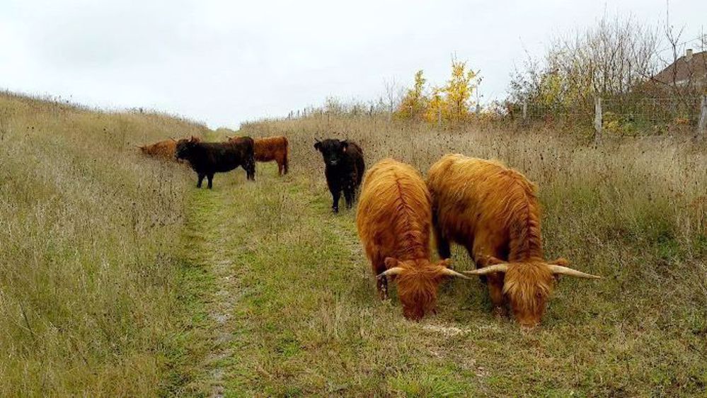 Dans le cadre d'une opération d'écopâturage des abords des voies ferroviaires de la SNCF, ce sont six génisses Highland Cattle de l'Earl de Bellecour (03) qui "débroussailleront" le terrain (©Earl de Bellecour) Dans le cadre d'une opération d'écopâturage des abords des voies ferroviaires de la SNCF, ce sont six génisses Highland Cattle de l'Earl de Bellecour (03) qui "débroussailleront" le terrain (©Earl de Bellecour)