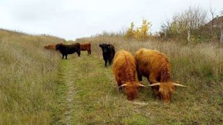 Dans le cadre d'une opération d'écopâturage des abords des voies ferroviaires de la SNCF, ce sont six génisses Highland Cattle de l'Earl de Bellecour (03) qui "débroussailleront" le terrain (©Earl de Bellecour) Dans le cadre d'une opération d'écopâturage des abords des voies ferroviaires de la SNCF, ce sont six génisses Highland Cattle de l'Earl de Bellecour (03) qui "débroussailleront" le terrain (©Earl de Bellecour)