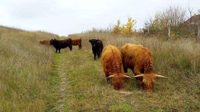 Dans le cadre d'une opération d'écopâturage des abords des voies ferroviaires de la SNCF, ce sont 6 génisses Highland Cattle de l'Earl de Bellcour (03) qui 