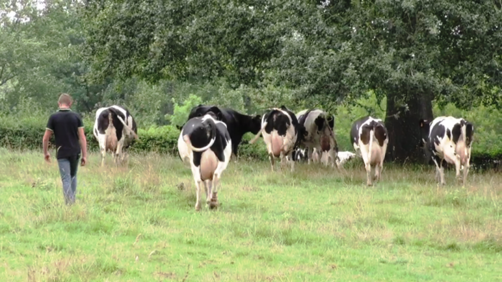 La prévention des mammites en élevage passe par la génétique, le compromis production-santé-reproduction et la précision de la conduite alimentaire et zootechnique (©Les mammites, j'anticipe !)
