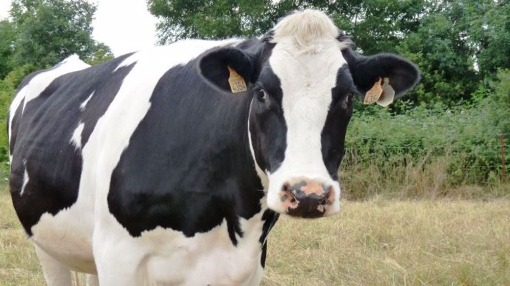 Le GIE Zone verte dénonce la panique FCO créée par les autorités ainsi que les plans d'éradication de la BVD à orientation commerciale. (©Terre-net Média)