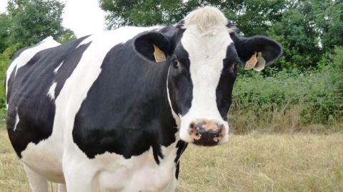 Le GIE Zone verte dénonce la panique FCO créée par les autorités ainsi que les plans d'éradication de la BVD à orientation commerciale. (©Terre-net Média)