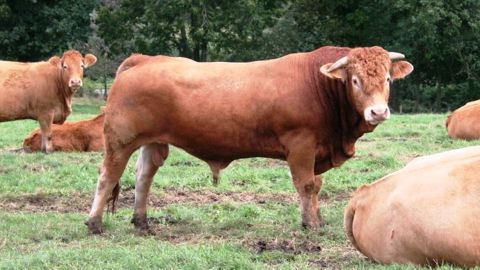 N'hésitez pas à nous informer d'une vente de taureaux ou de vaches qui aurait sa place sur cette page en envoyant un mail à dscohy@terre-net-media.fr et redaction@web-agri.fr (©Terre-net Média) N'hésitez pas à nous informer d'une vente de taureaux ou de vaches qui aurait sa place sur cette page en envoyant un mail à dscohy@terre-net-media.fr et redaction@web-agri.fr (©Terre-net Média)