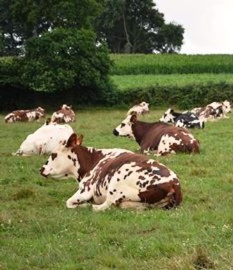 Bertrand Guyard estime que ses vaches sont moins fragiles depuis son passage en bio car elles « s'adaptent au système ».