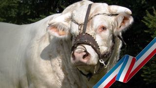 La super finale Charolais de Moulins se déroulera le jeudi 30 novembre au parc Moulins expo à Avermes (03) (©Herd Book Charolais) La super finale Charolais de Moulins se déroulera le jeudi 30 novembre au parc Moulins expo à Avermes (03) (©Herd Book Charolais)