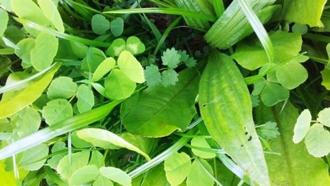 Ray-grass, luzerne, chicorée, lotier, pimprenelle... Ce sont 17 espèces qui composent la "prairie pharmacie" des vaches laitières. (©Eilyps) Ray-grass, luzerne, chicorée, lotier, pimprenelle... Ce sont 17 espèces qui composent la "prairie pharmacie" des vaches laitières. (©Eilyps)