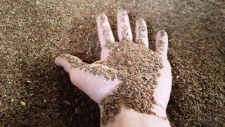 La graine de lin incorporée dans la ration des vaches laitières permet d'améliorer leur production mais aussi leur fécondation. (©Terre-net Média) La graine de lin incorporée dans la ration des vaches laitières permet d'améliorer leur production mais aussi leur fécondation. (©Terre-net Média)