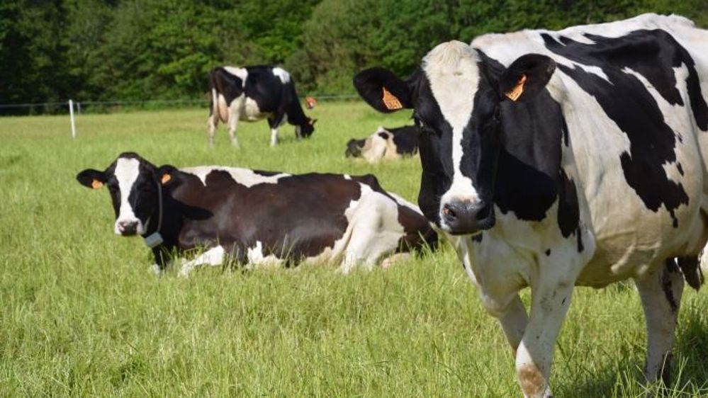 L'accord s'accompagne de contreparties et notamment du déploiement de pratiques d'élevage plus vertueuses, parmi lesquelles la mise en valeur du pâturage. (©Terre-net Média)