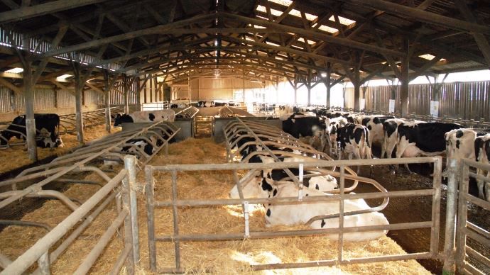 Avec 84 logettes sur matelas pour 65 vaches laitières, les éleveurs ont encore une marge de manœuvre pour augmenter la production. 