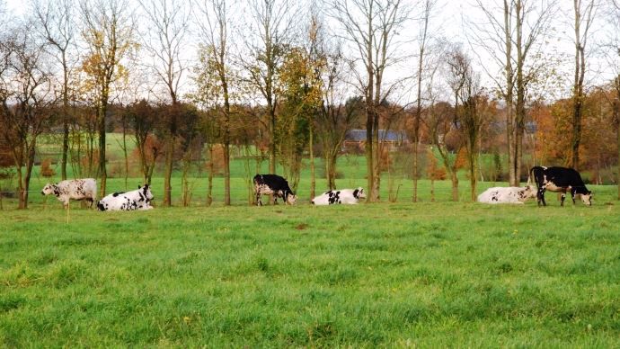 Le troupeau normand et croisé est rustique et la qualité du lait convient bien à la fabrication de fromage par la coopérative.